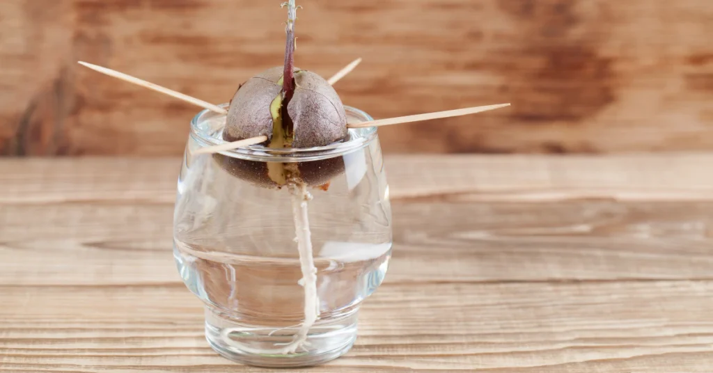 Avocado pit sprouting in a glass jar of water on a wooden surface