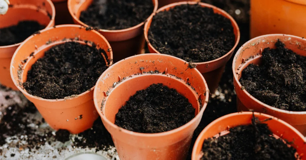 Small terracotta pots filled with dark potting soil for planting a sprouted avocado seed