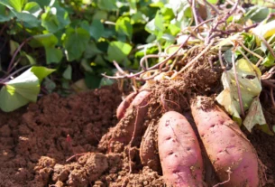 Healthy green potato plant leaves growing above soil with freshly dug potato tubers