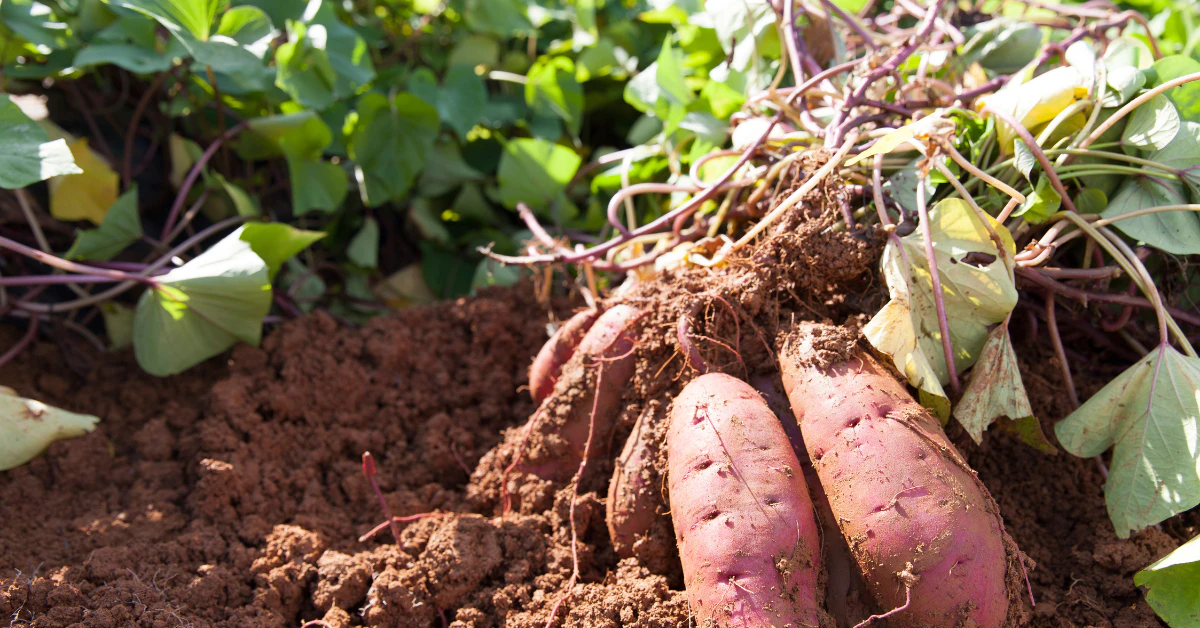 Healthy green potato plant leaves growing above soil with freshly dug potato tubers