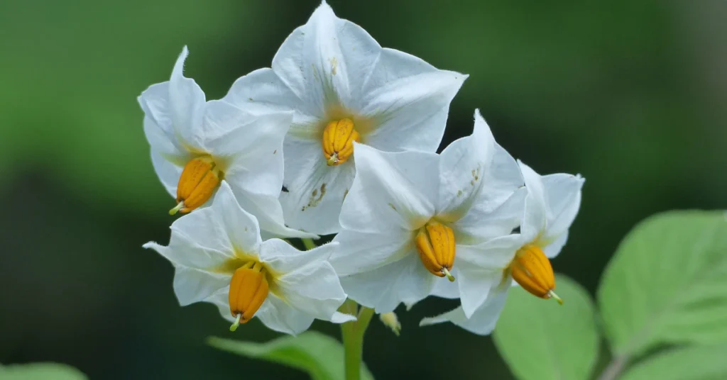 White potato plant flowers with yellow centers, a toxic part of the plant containing solanine