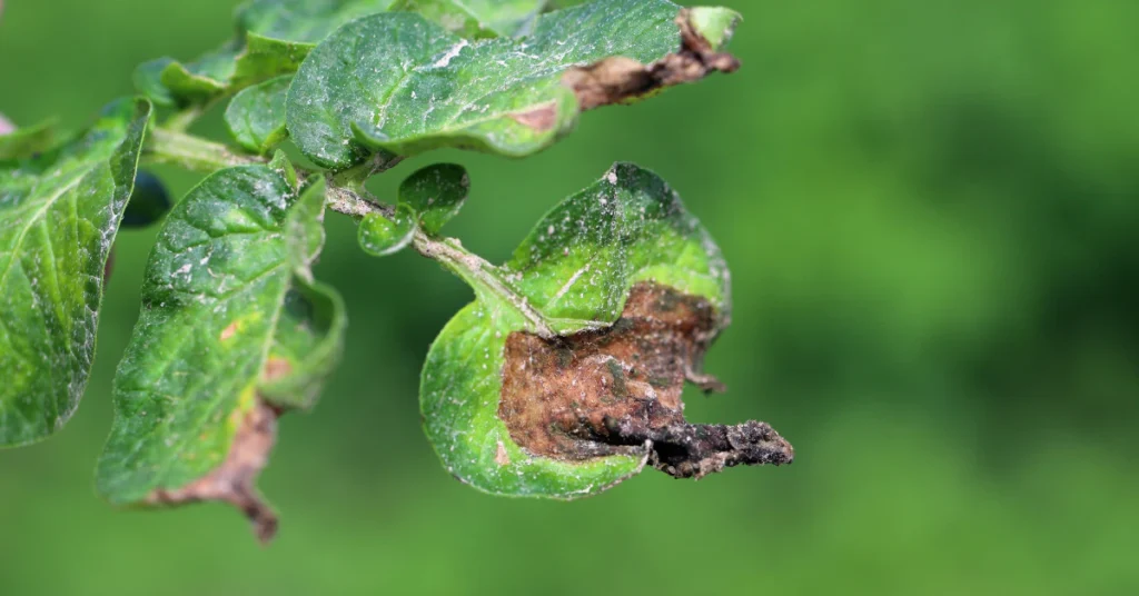 Potato plant leaf with brown spots and damaged edges showing signs of blight disease