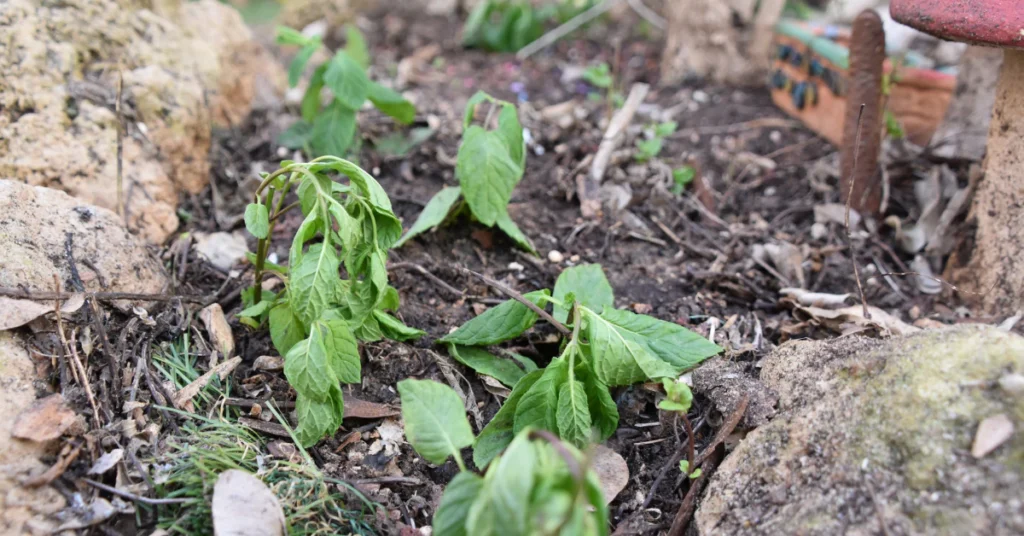 Potato plants growing in garden soil showing weak and drooping leaves