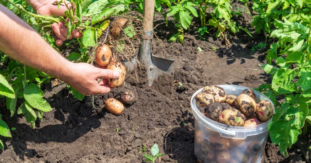 Gardener harvesting potatoes by hand from garden soil at the end of the season