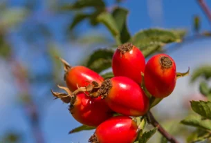 Ripe red rose hips on a bush against a blue sky, used for growing roses from seed