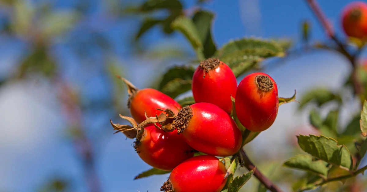 Ripe red rose hips on a bush against a blue sky, used for growing roses from seed