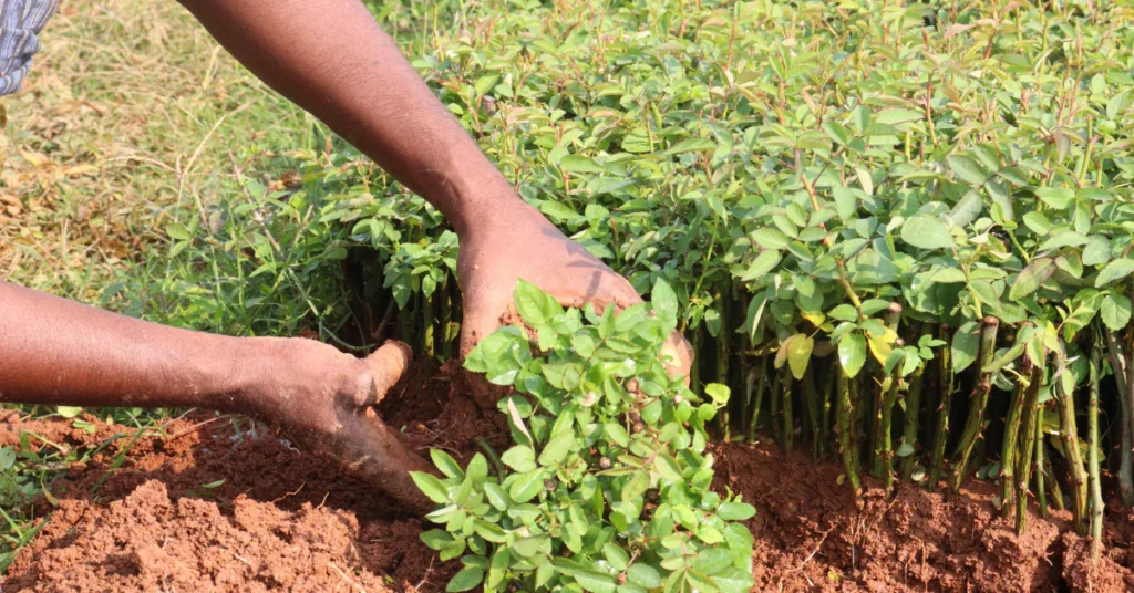 Hands holding a small rose seedling with soil after germination
