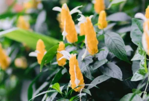 Shrimp plant with yellow-orange bracts and green leaves