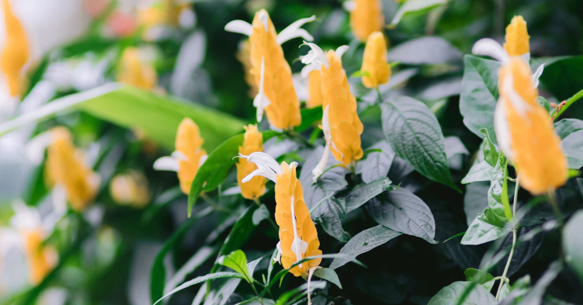Shrimp plant with yellow-orange bracts and green leaves