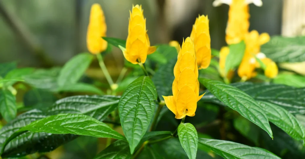 Golden shrimp plant (Pachystachys lutea) with bright yellow bracts
