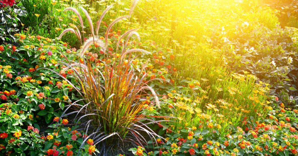 Sunlit garden bed with tropical shrubs and colorful foliage