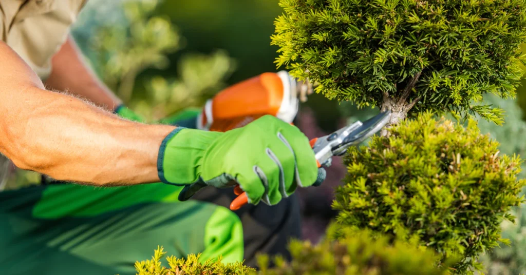 Gardener in green gloves pruning a shrub with pruning shears