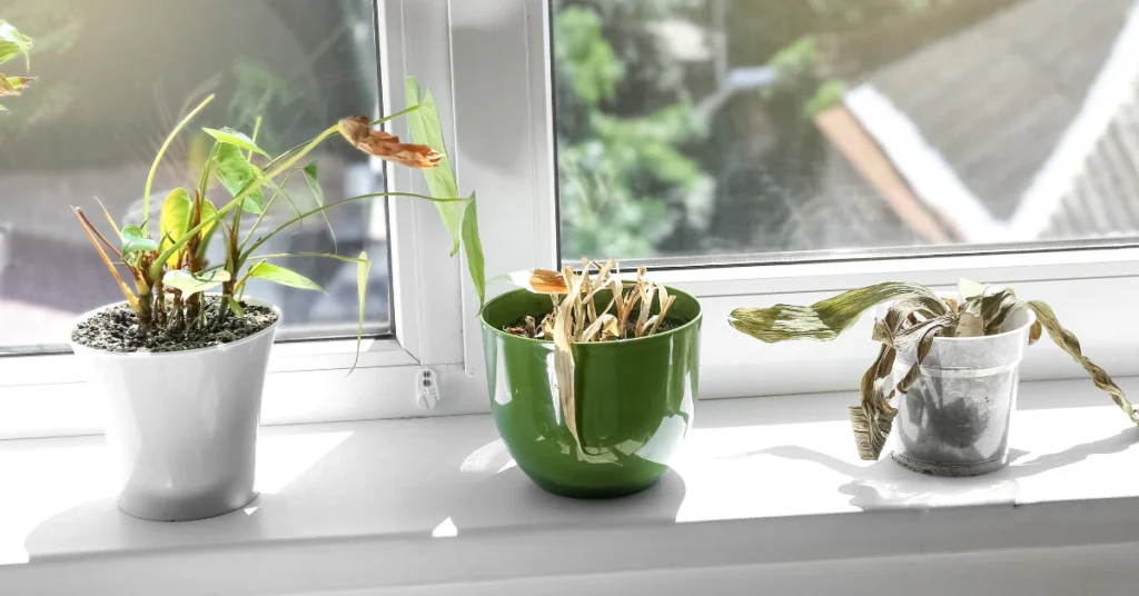 Potted plants on a bright indoor windowsill