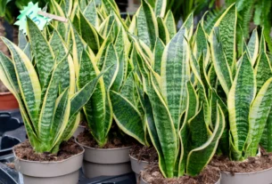 Tall green snake plants with yellow-edged leaves in pots, a common houseplant that is toxic to cats