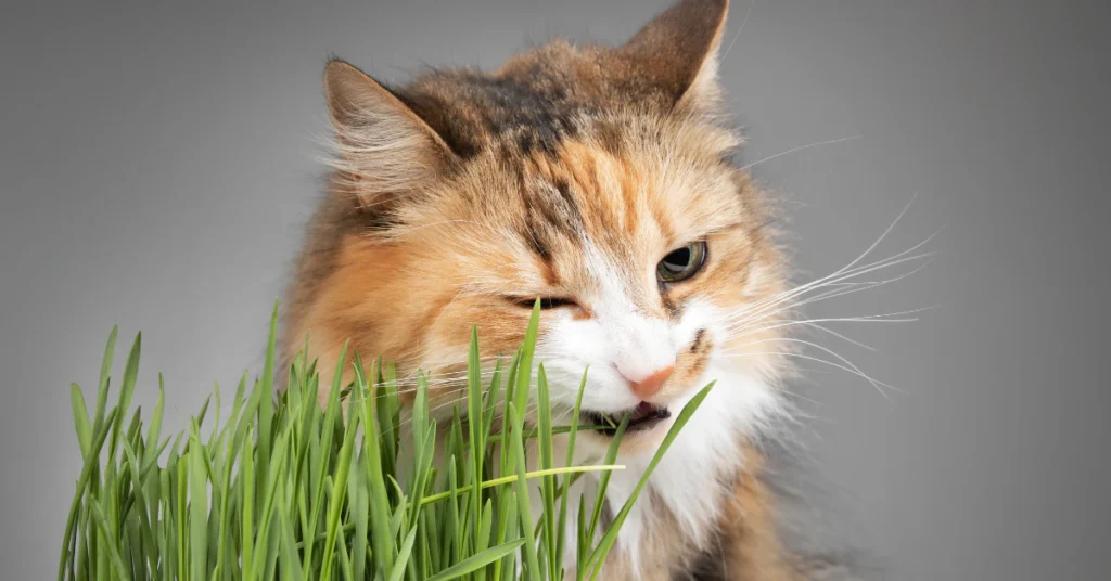 Calico cat chewing on green grass, showing a cat's natural urge to chew leafy plants