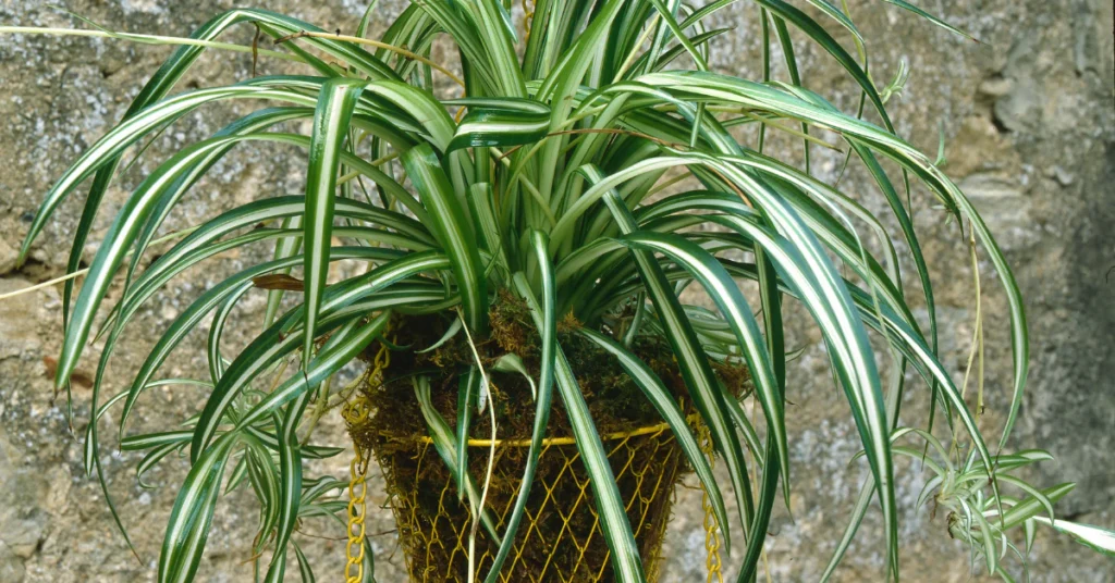 Green spider plant with long arching leaves, a non-toxic houseplant often confused with snake plants