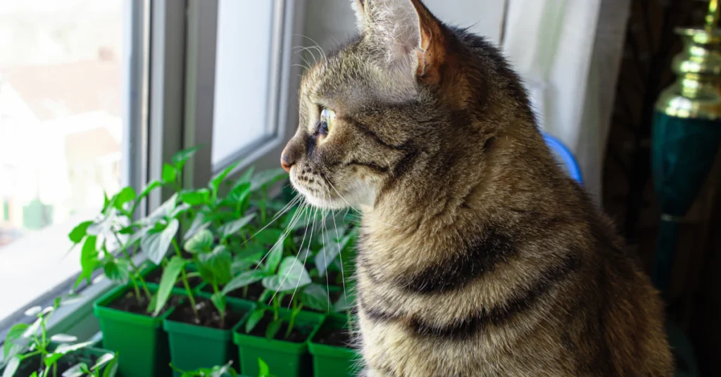 Tabby cat sitting by a window looking at potted houseplants on the windowsill