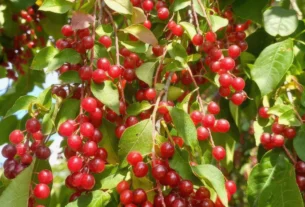 Tree branches covered with clusters of bright red berries