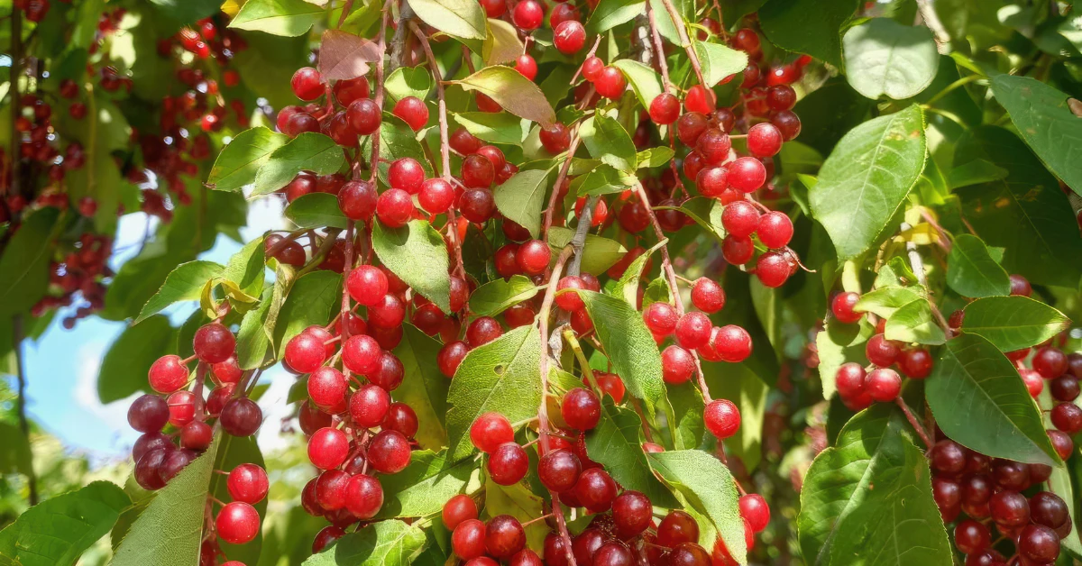 Tree branches covered with clusters of bright red berries