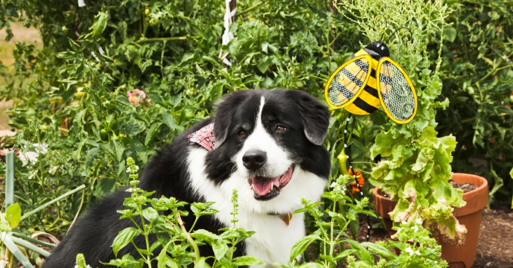 Dog sitting among garden plants, showing why red berry toxicity matters for pets