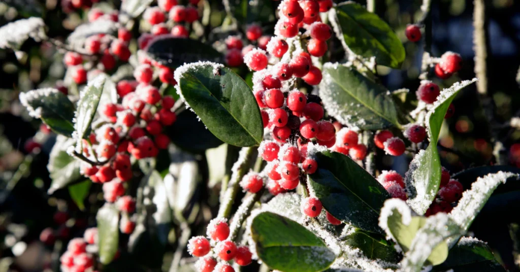 Winterberry branches with red berries covered in frost and snow