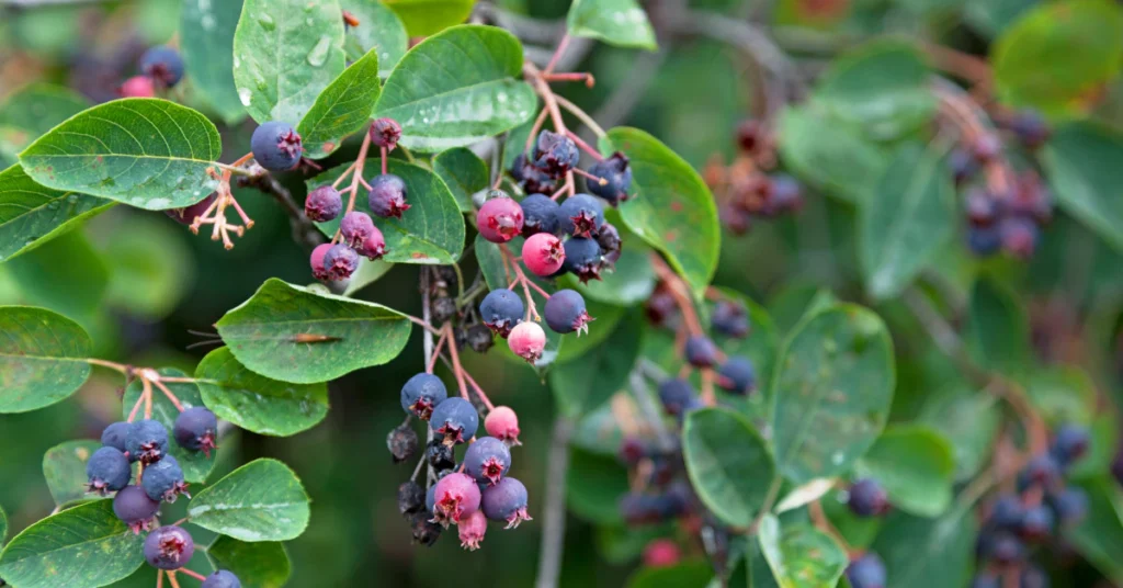 Serviceberry branch with berries ripening from red to dark purple
