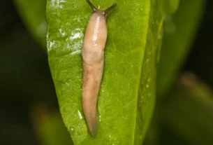 Slug on a green garden leaf