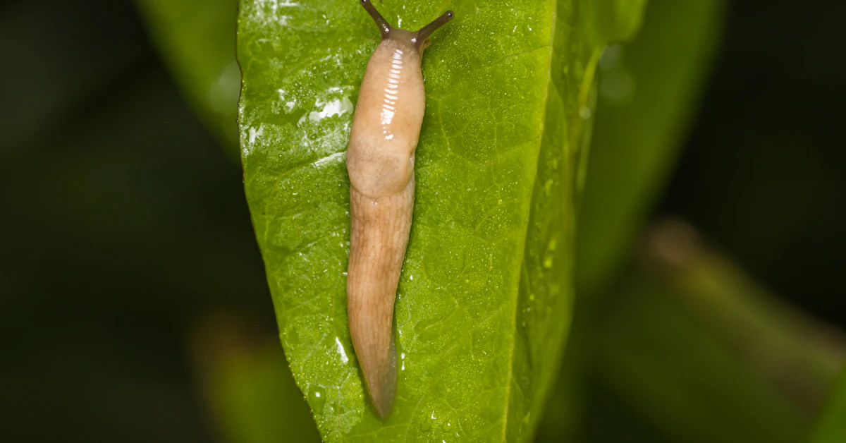 Slug on a green garden leaf