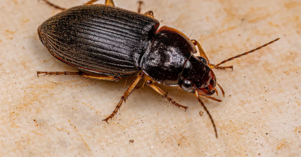 Black ground beetle, a natural slug predator