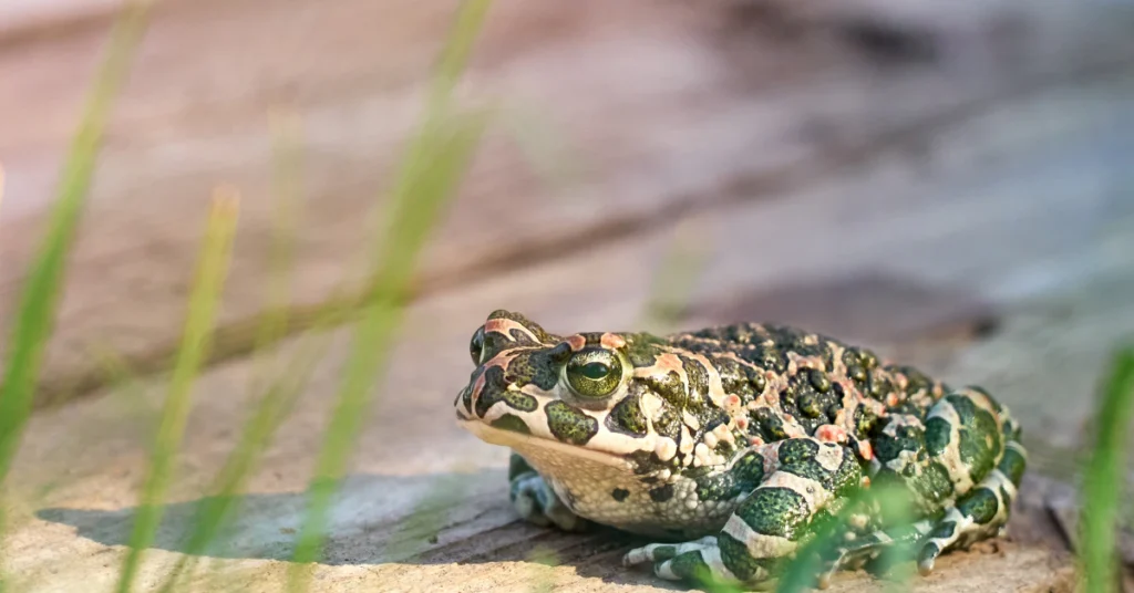 Toad sitting in a garden near grass, a natural slug predator