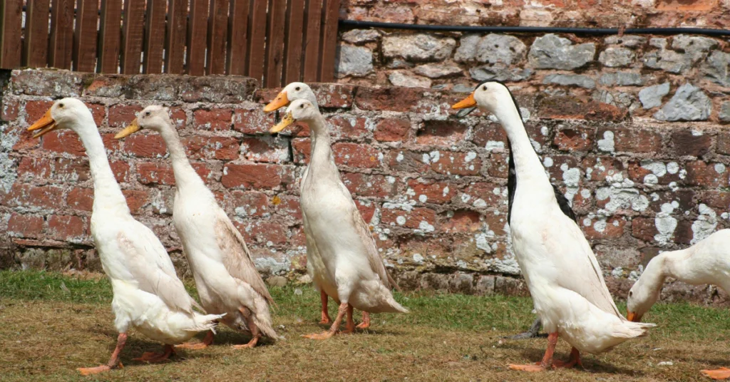 White ducks walking in a garden, known slug hunters