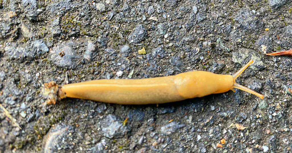 Yellow slug crawling on gravel
