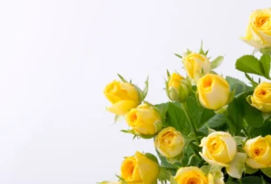 Bunch of yellow roses, a classic flower that symbolizes friendship