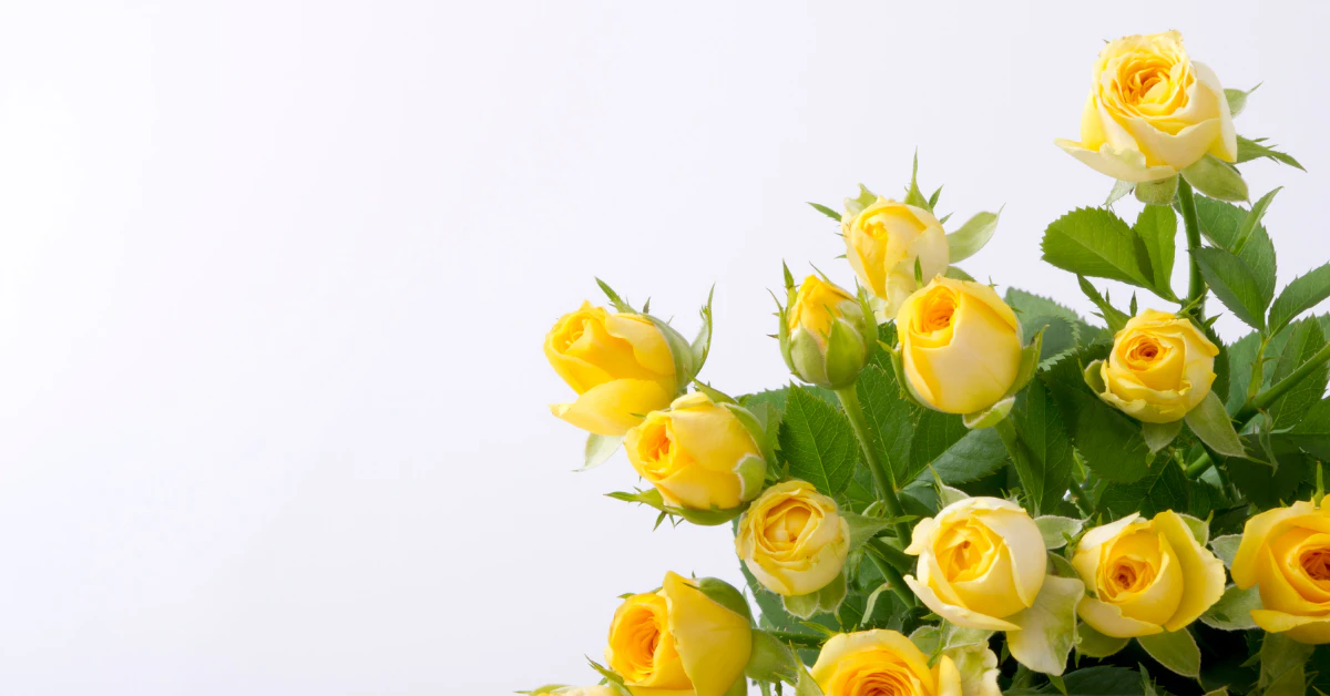 Bunch of yellow roses, a classic flower that symbolizes friendship