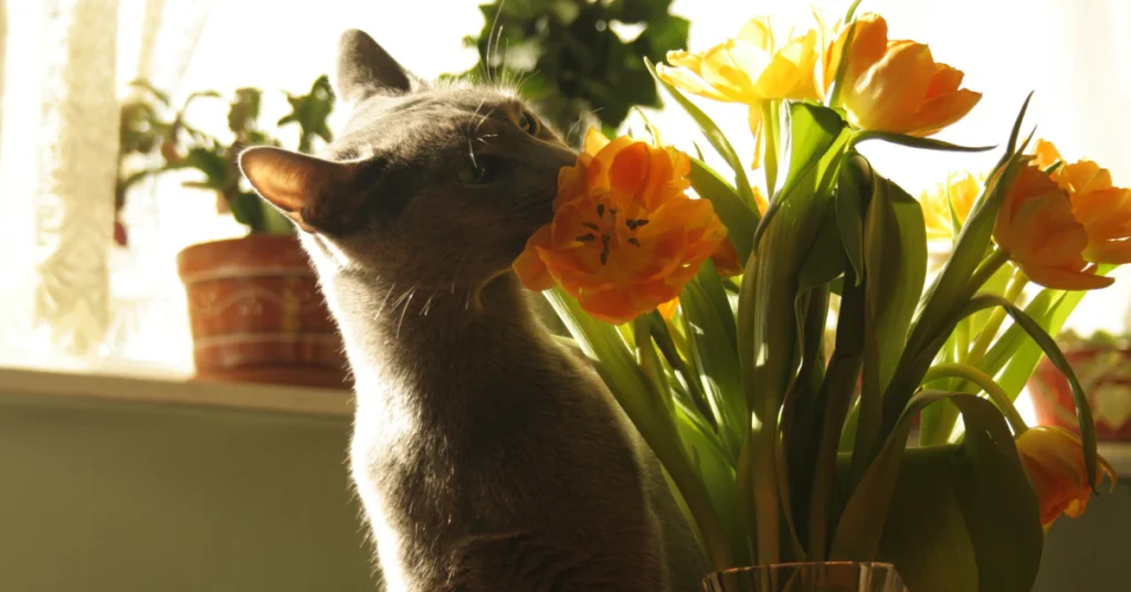Cat sitting by a window next to a vase of yellow and orange flowers