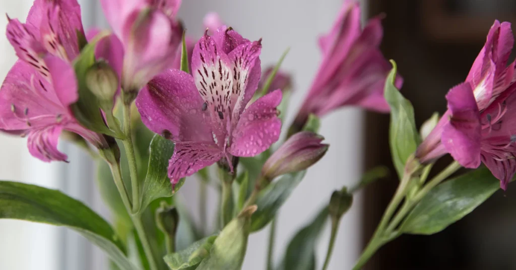 Pink alstroemeria flowers, also called Peruvian lily, which are safe for cats and dogs