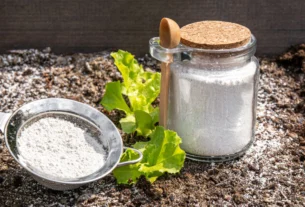 Diatomaceous earth powder in a jar and sieve next to a plant on garden soil