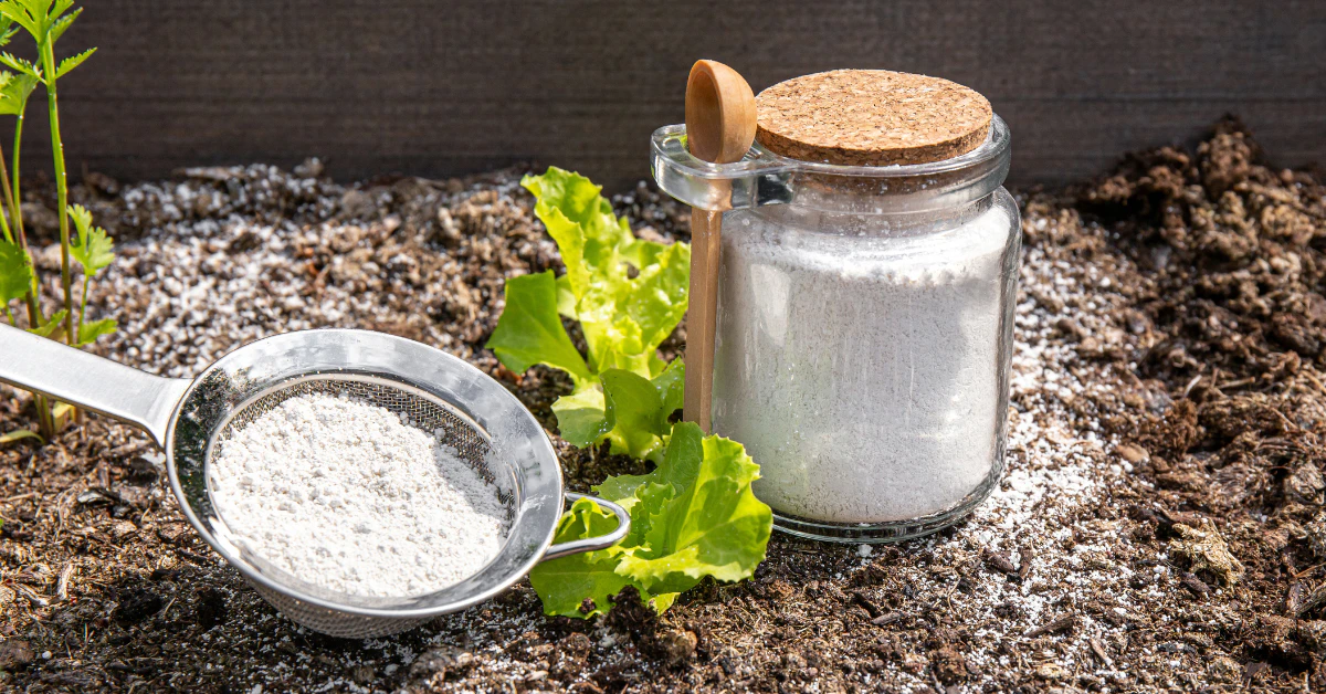 Diatomaceous earth powder in a jar and sieve next to a plant on garden soil